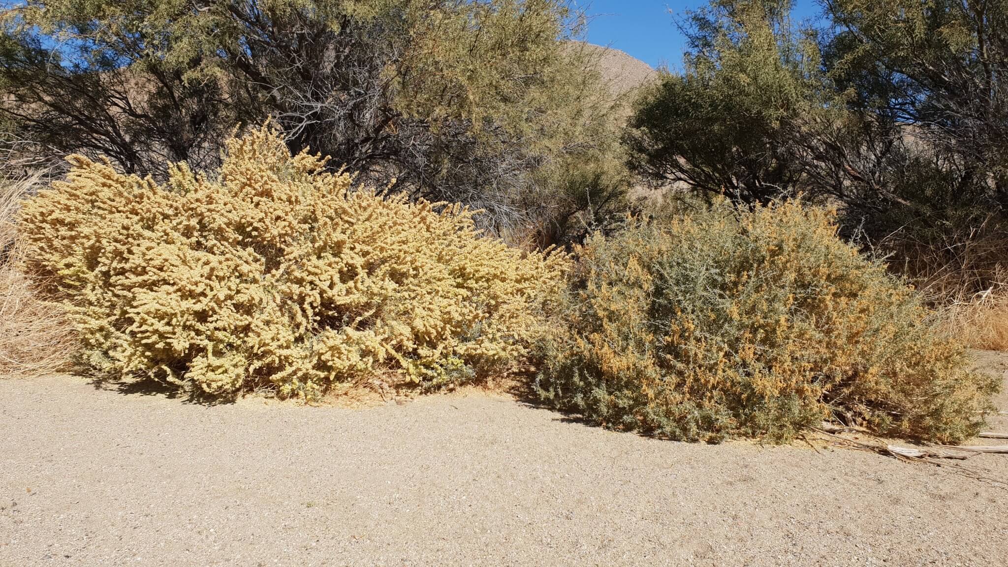 Atriplex canescens